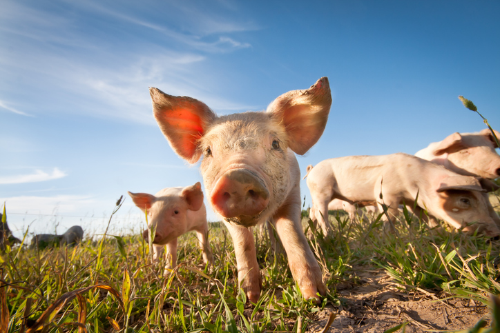 Nieuwsbericht - Saneringsregeling varkenshouderij
