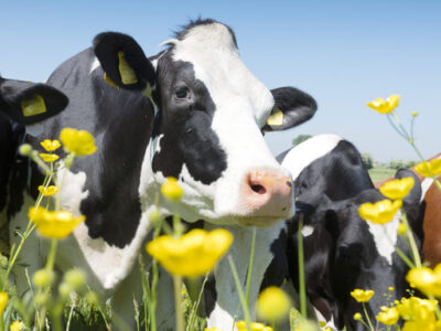 De Beleidsregels intern en extern salderen