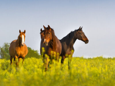 Registratie paardachtigen
