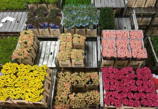 Normaal btw-tarief van 21% voor sierteeltproducten in internetconsultatie